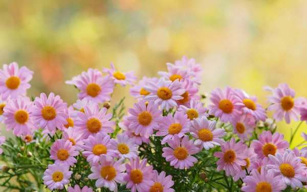 HD desktop wallpaper featuring a vibrant cluster of pink daisy-like camomile flowers in nature with soft yellow and green bokeh background.