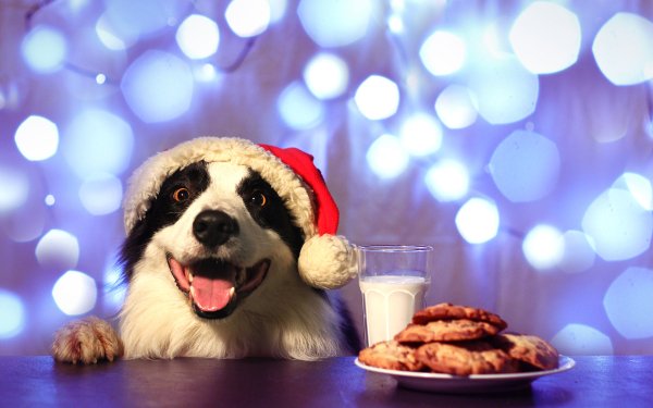 Animal Border Collie Dogs Dog Santa Hat Cookie HD Wallpaper | Background Image