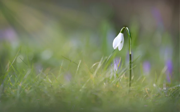 white flower close-up flower nature snowdrop HD Desktop Wallpaper | Background Image