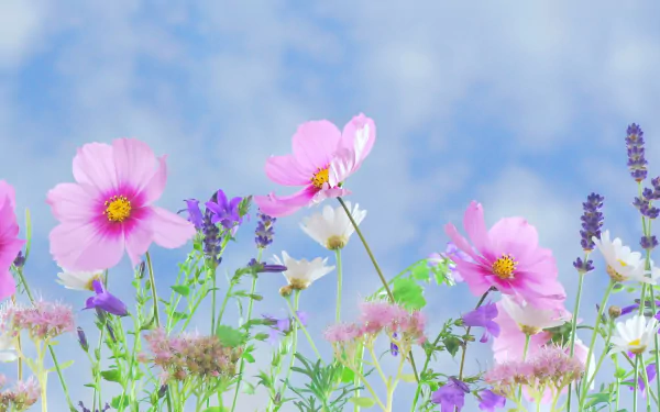 A vibrant display of purple and pink cosmos flowers against a pastel sky, capturing the essence of spring in this artistic HD desktop wallpaper.