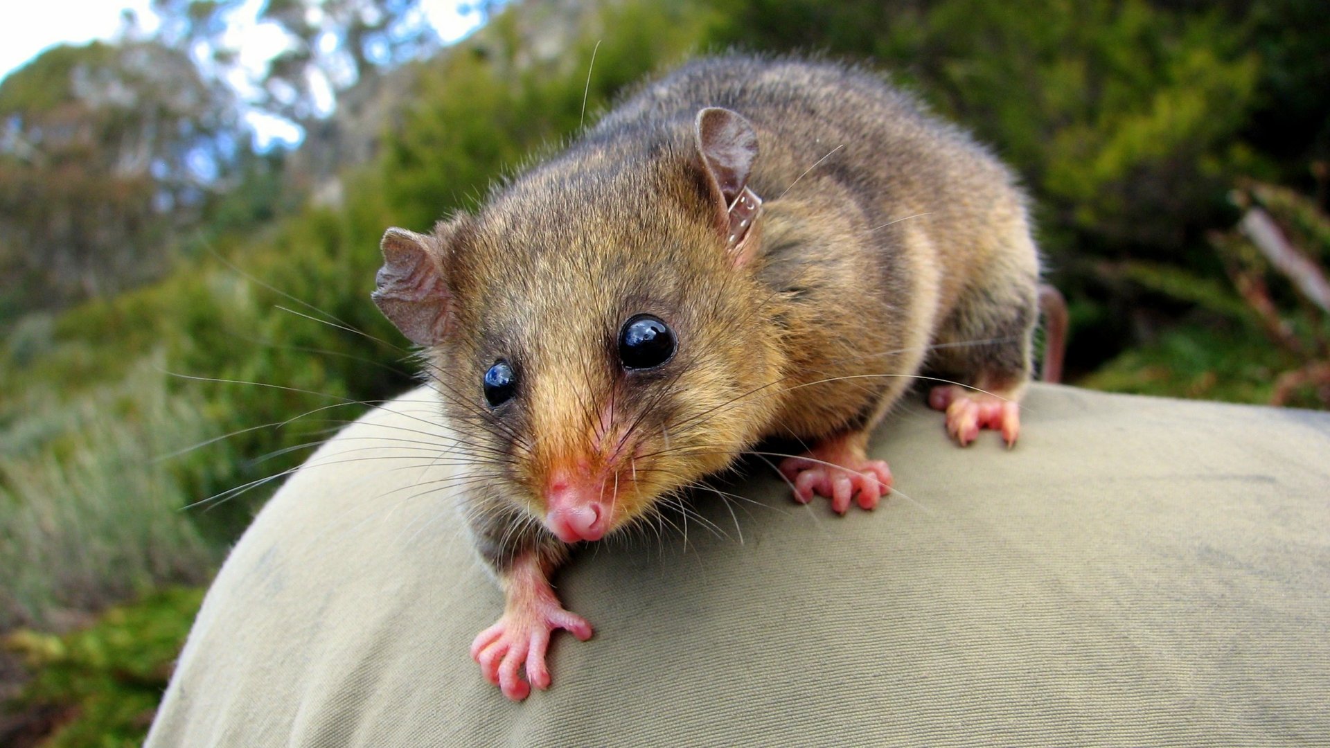 Mountain Pygmy-possum HD Wallpaper | Background Image | 2588x1456