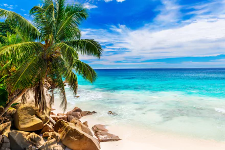 4K Ultra HD wallpaper of a tropical Seychelles beach with turquoise ocean, blue sky, palm trees, and rocky shoreline meeting the horizon.