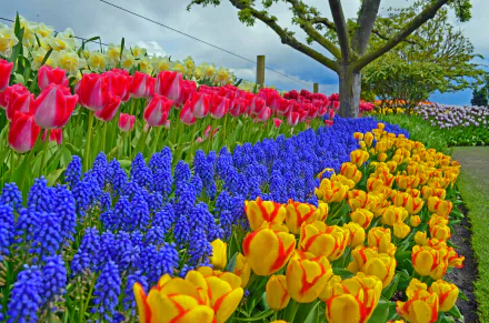 A vibrant spring garden featuring colorful tulips, hyacinths, and muscari blooms in a park, with a tree and lush greenery in the background. Stunning 4K Ultra HD quality.