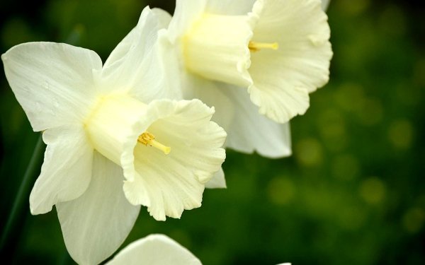 Earth Daffodil Flowers Flower Narcissus Close-Up White Flower HD Wallpaper | Background Image