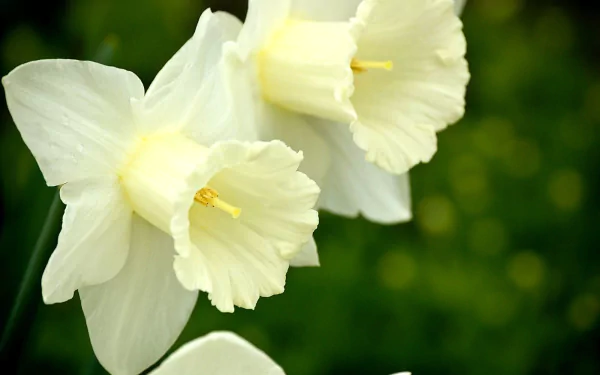  White Narcissus