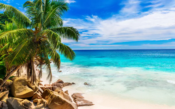 4K Ultra HD wallpaper of a tropical Seychelles beach with turquoise ocean, blue sky, palm trees, and rocky shoreline meeting the horizon.