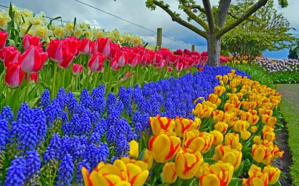 Earth Spring Tulip Muscari Park Tree Colors Colorful Hyacinth Garden HD Wallpaper | Background Image