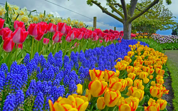 A vibrant spring garden featuring colorful tulips, hyacinths, and muscari blooms in a park, with a tree and lush greenery in the background. Stunning 4K Ultra HD quality.