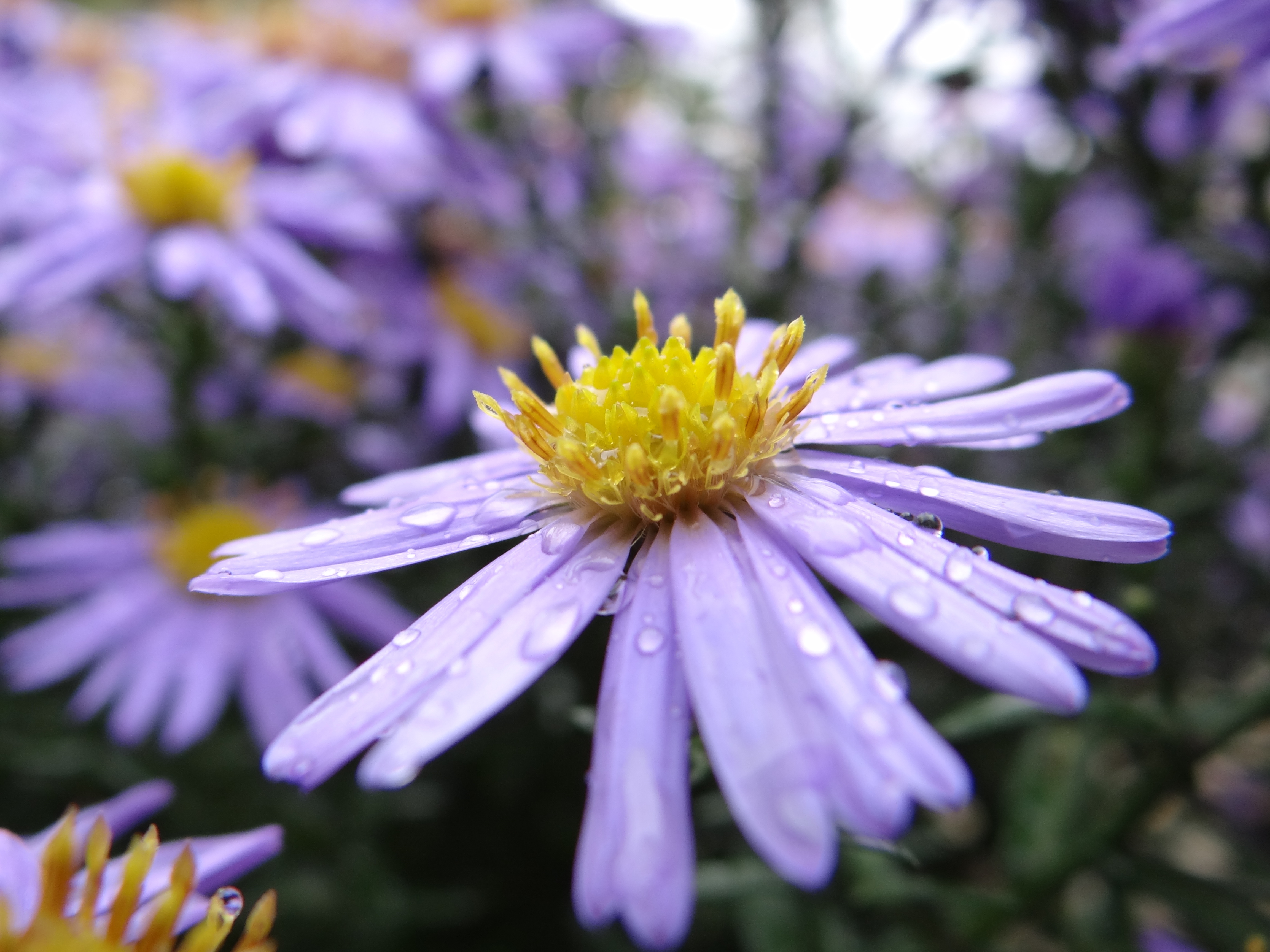 Download Water Drop Bokeh Purple Flower Nature Flower Daisy 4k Ultra HD ...