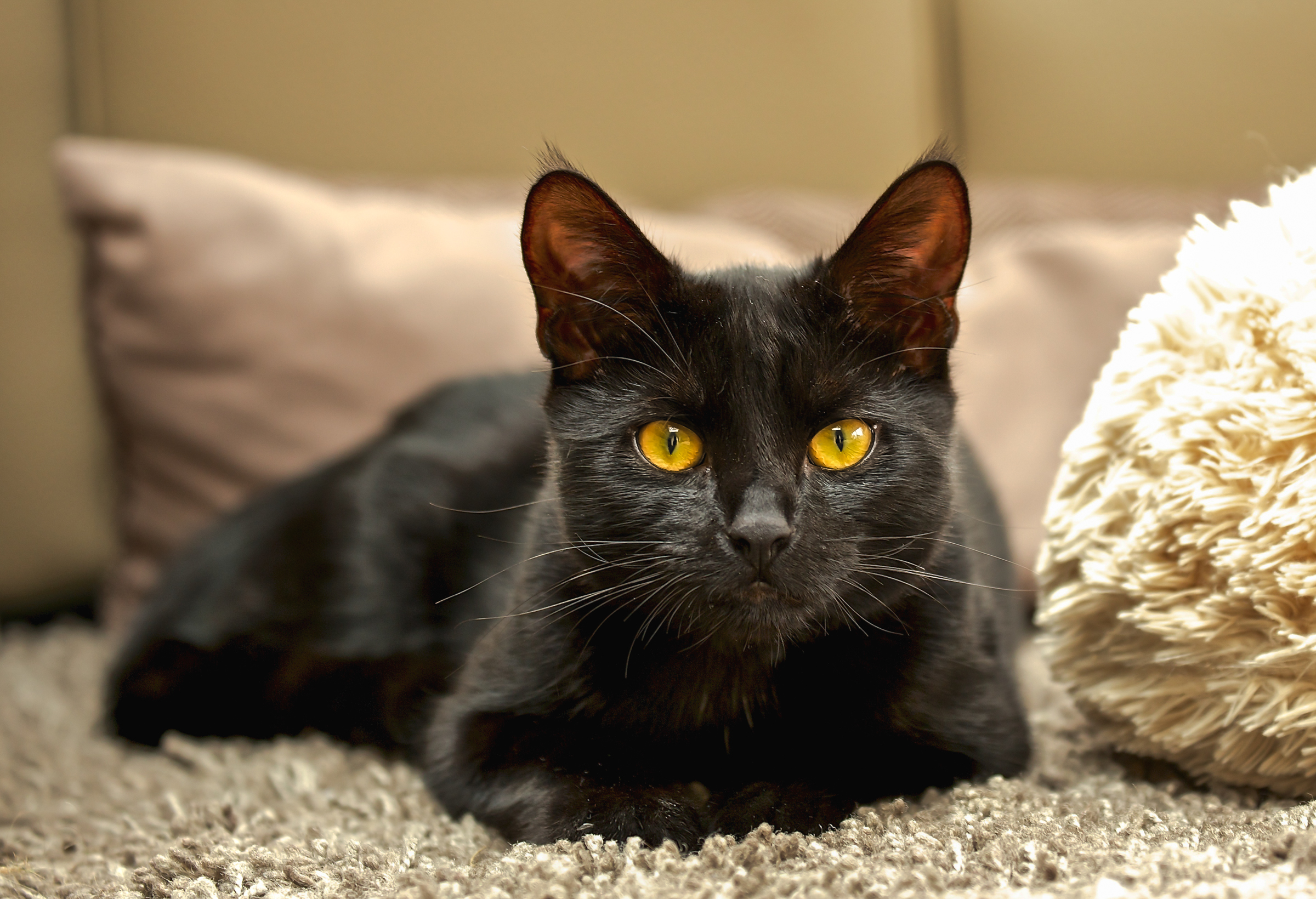 Black Cat with Golden Eyes HD Wallpaper | Background Image | 2400x1640