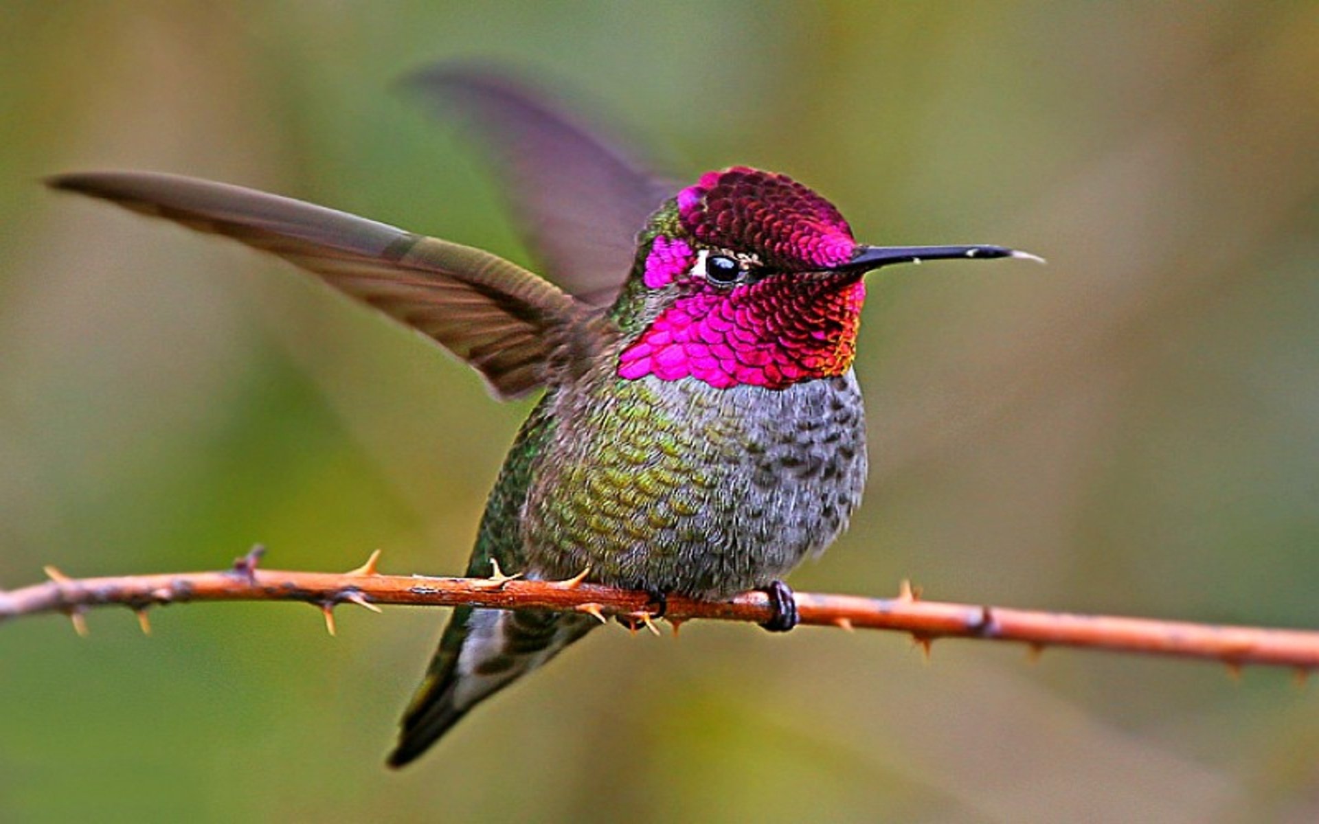 colorful hummingbird