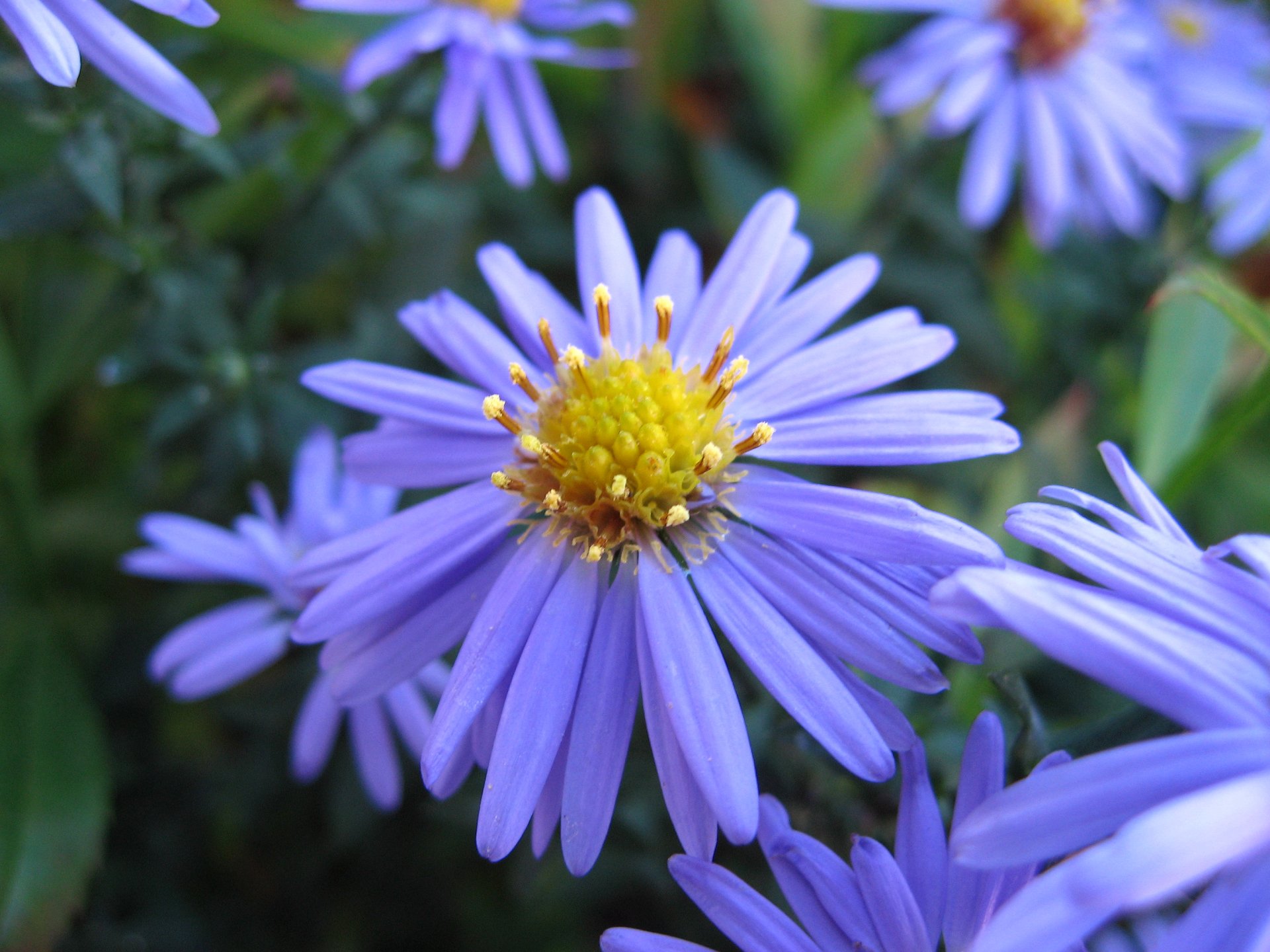 Download Purple Flower Nature Flower Daisy HD Wallpaper | 2816x2112 ...