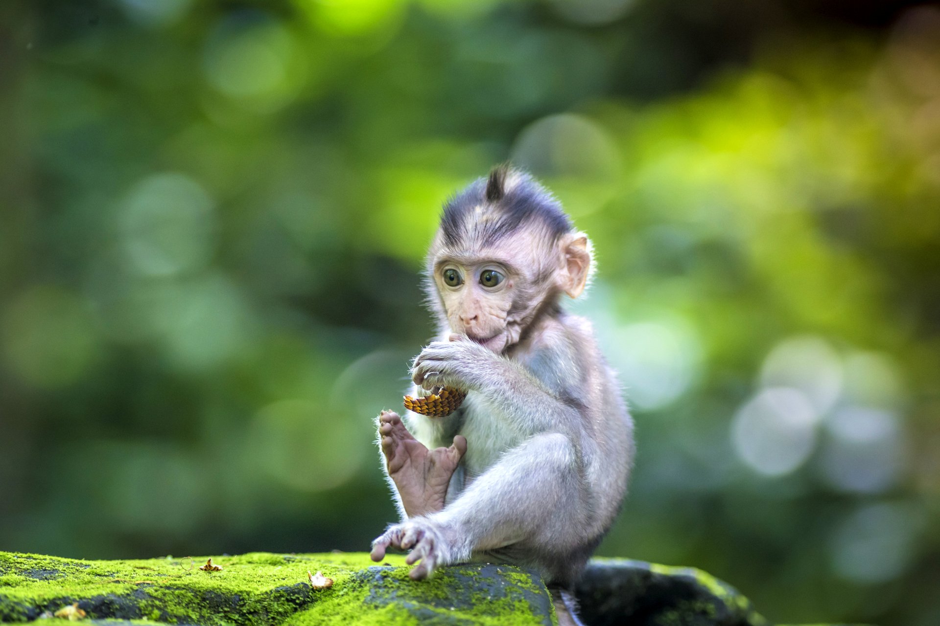 Download Baby Animal Bokeh Animal Monkey 4k Ultra HD Wallpaper