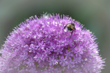 bee macro pink flower nature flower allium HD Desktop Wallpaper | Background Image