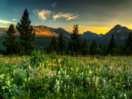 A vibrant landscape of wildflowers in spring, set against majestic mountains and tall trees, illuminated by a warm sunset glow. An inspiring nature scene for any desktop background.