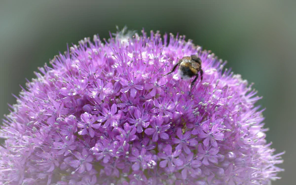 bee macro pink flower nature flower allium HD Desktop Wallpaper | Background Image