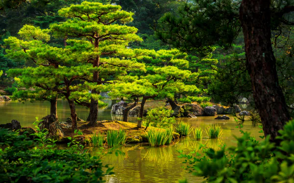 pond tree green garden man made japanese garden HD Desktop Wallpaper | Background Image