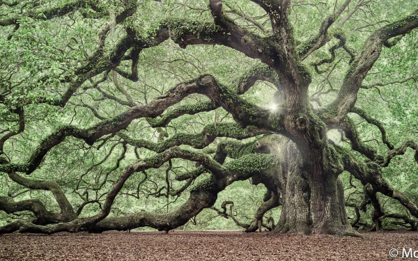 tree sunbeam branch oak nature angel oak tree HD Desktop Wallpaper | Background Image