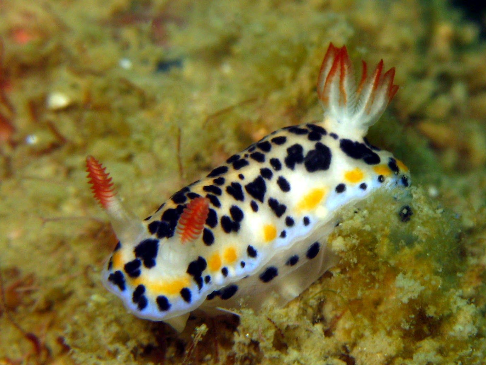 Hypselodoris maritima is a species of colourful sea slug or dorid nudibranch by Chad Ordelheide