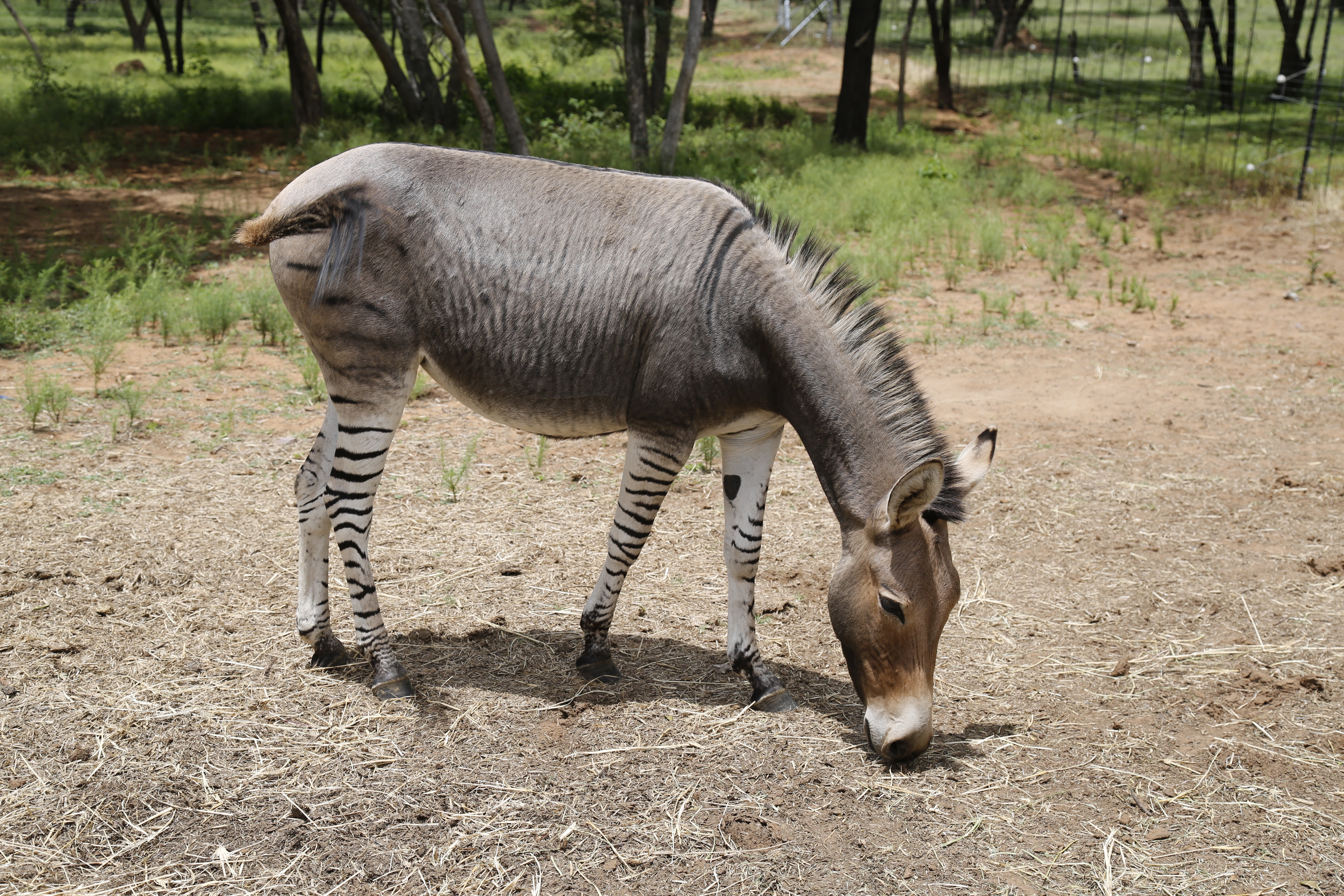 A zebroid,also known as, zedonk, zorse, zebra mule, zonkey, and zebmule by TANGdesign