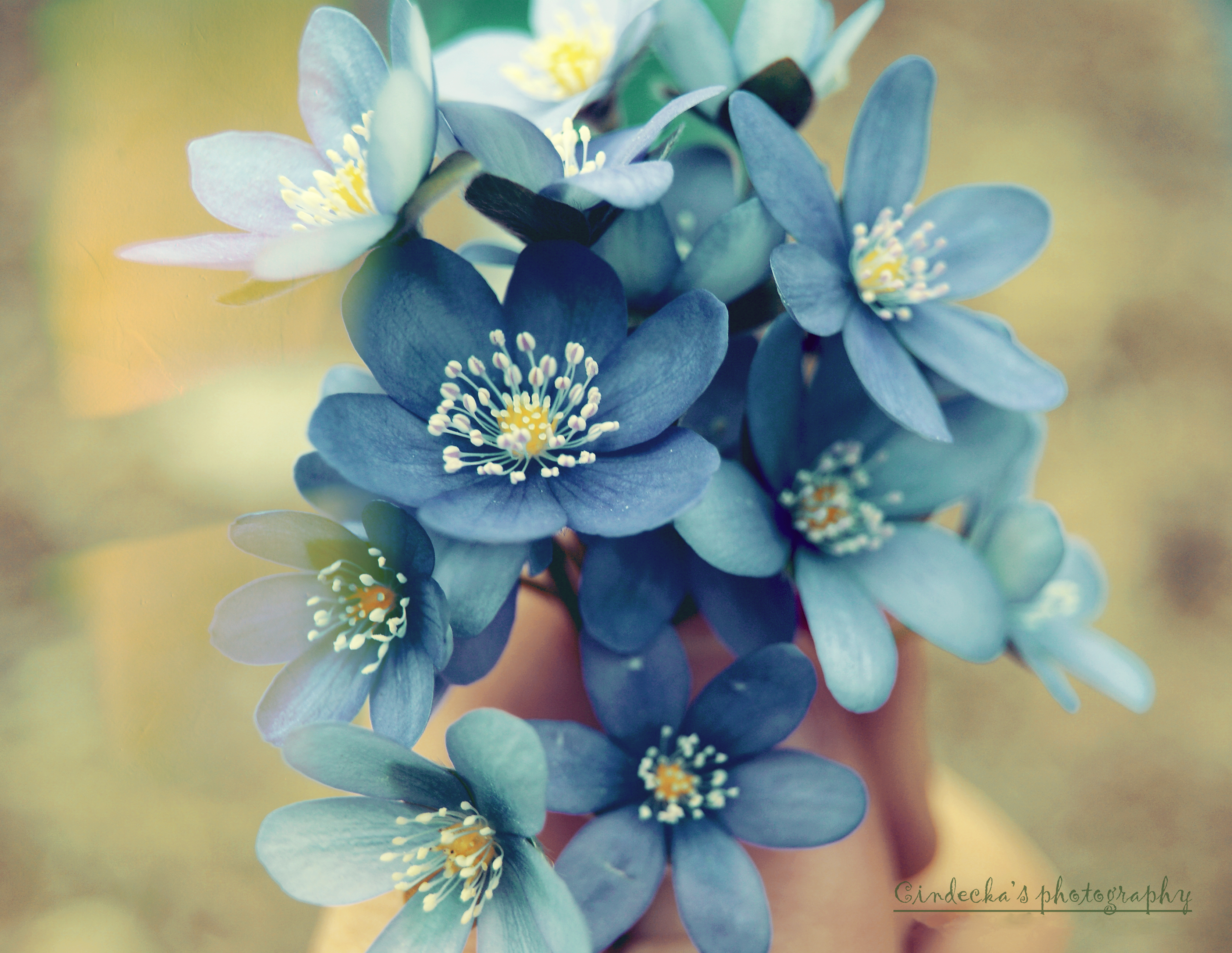 Forget-Me-Nots by cindecka