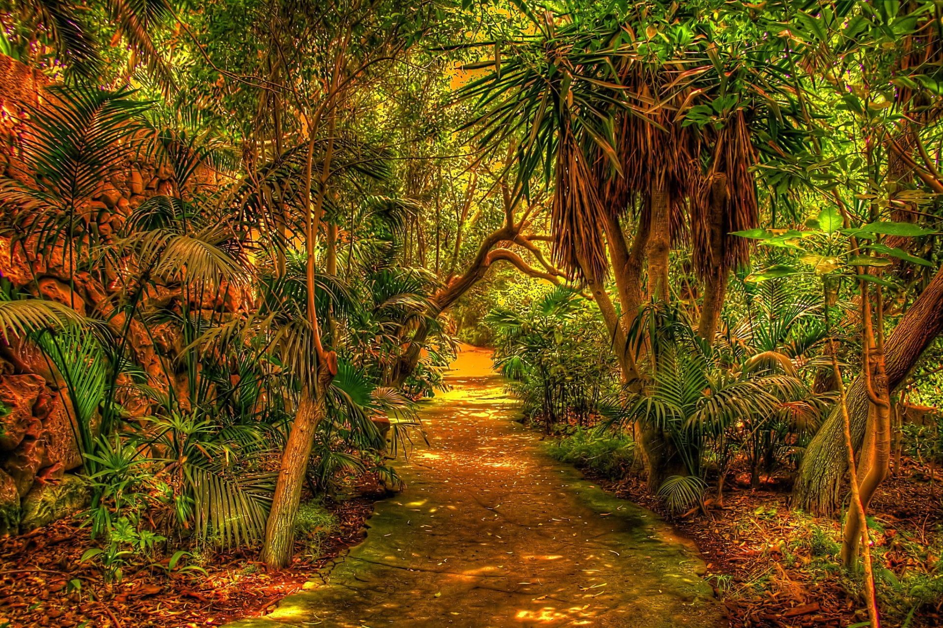 Download Path Leaf Green Palm Tree Tropical Nature Forest  HD Wallpaper