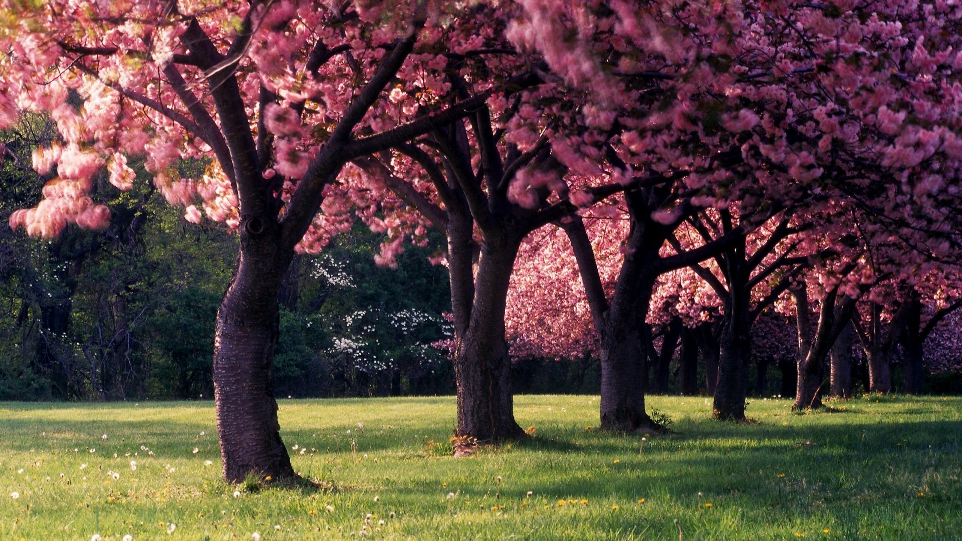Spring Blossoms: HD Wallpaper of Pink Flowering Trees in Nature