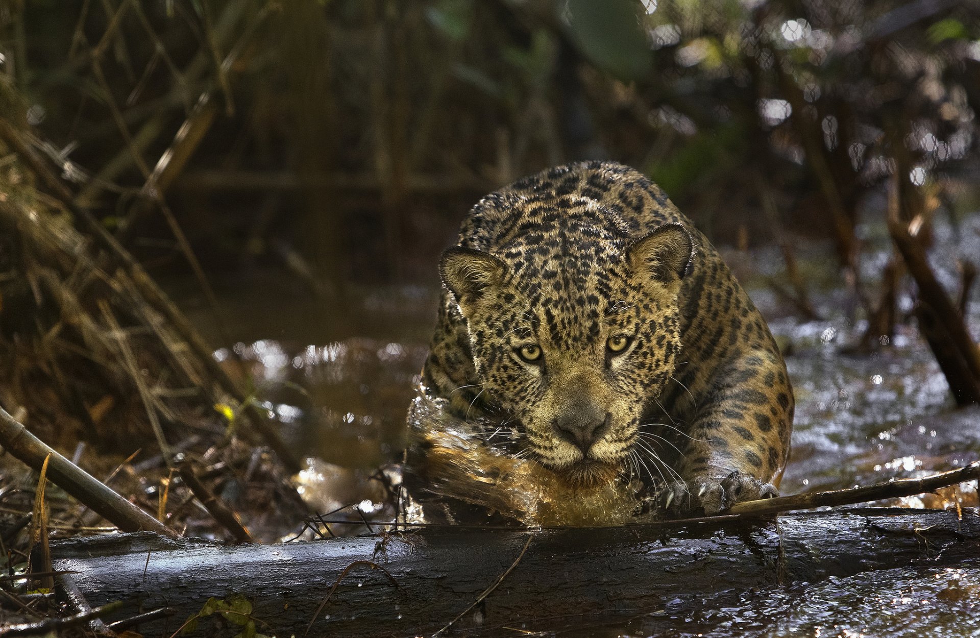 HD PC desktop wallpaper featuring a jaguar resting on a log in a dense forest, showcasing its detailed fur pattern and intense gaze.