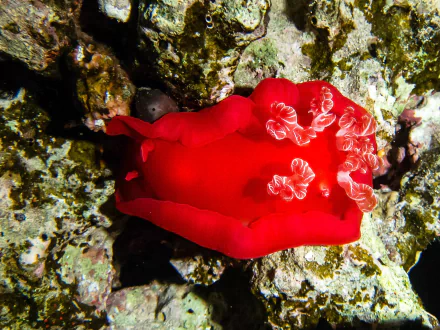  Spanish dancer / Hexabranchus sanguineus, is a dorid nudibranch Sea Slug