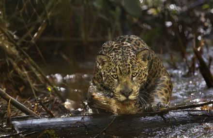Animal jaguar HD Desktop Wallpaper | Background Image