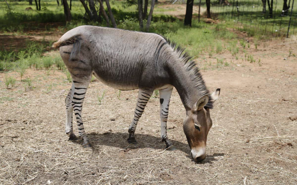 Funny, weird zonkey (donkey-zebra zebroid) grazing in a dry field — Animal 5K Ultra HD PC desktop wallpaper/background.