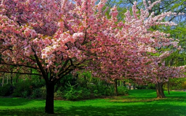 Earth Spring Tree Blossom Pink Flower HD Wallpaper | Background Image