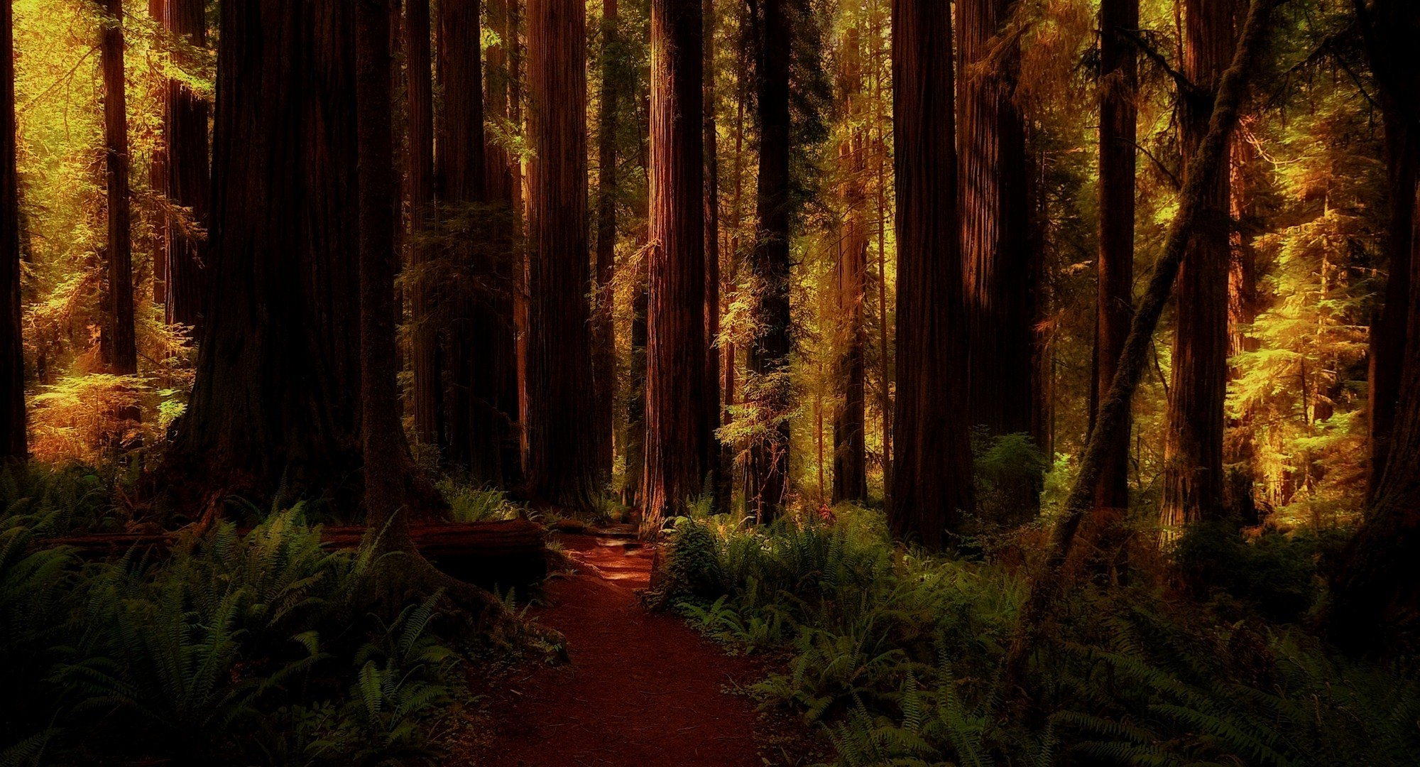 Earth Forest HD Wallpaper | Background Image