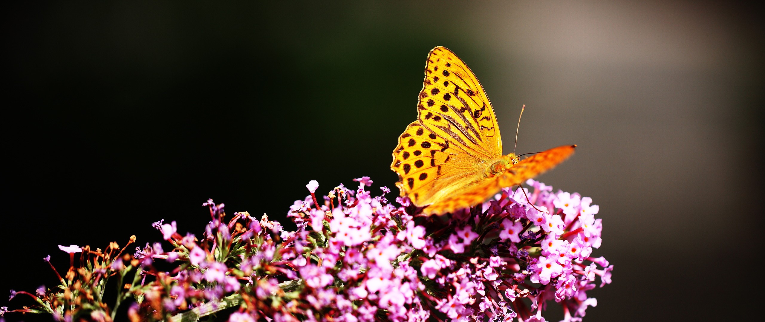 Gold Butterfly on Flower