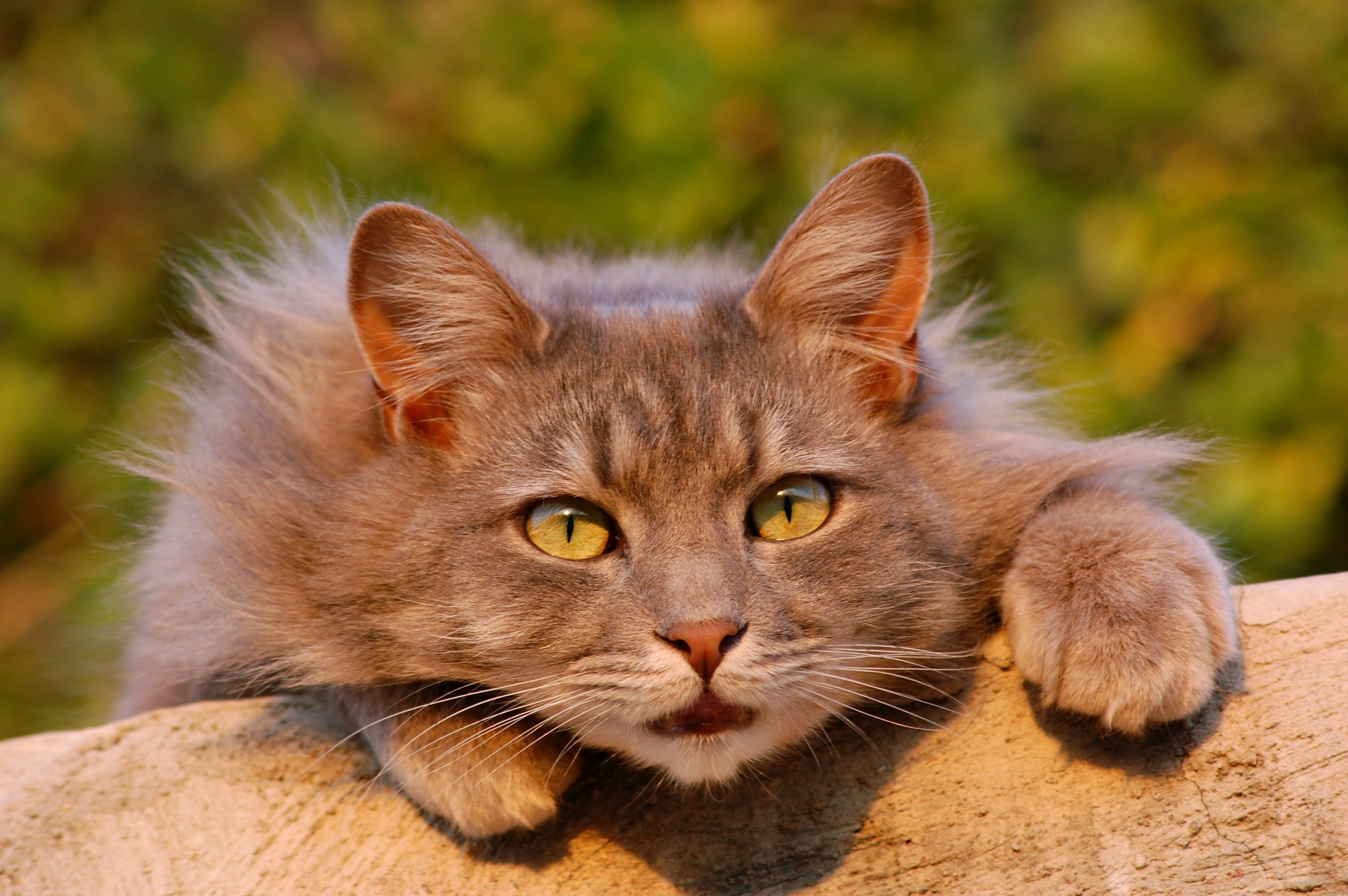 Close up of a cat on a log by Amandad