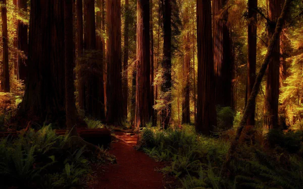  Dark Redwood Forest