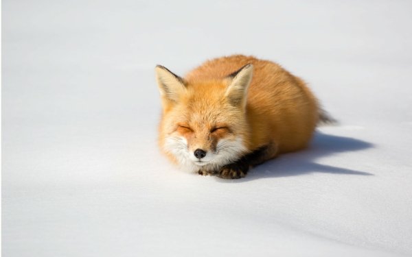 Animal Fox HD Wallpaper | Background Image