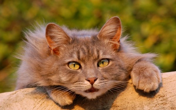Animal Cat Close-Up Bokeh Blur HD Wallpaper | Background Image