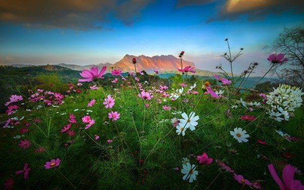 Nature Spring Flower Cosmos Mountain Landscape Grass HD Wallpaper | Background Image