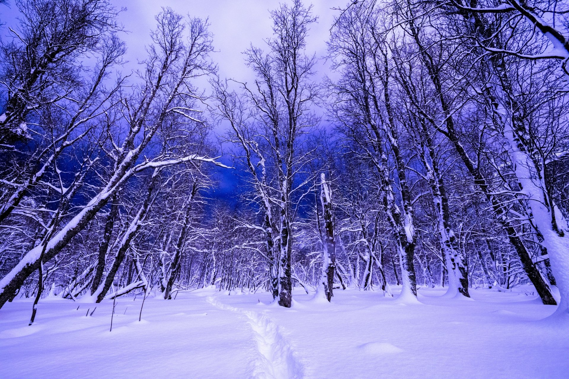 Download Sky Snow Tree Blue Forest Nature Winter 4k Ultra HD Wallpaper ...