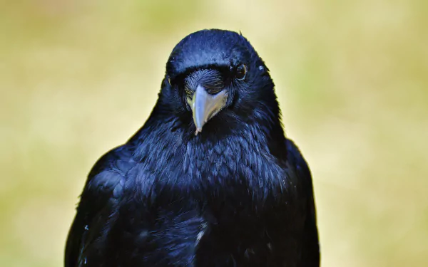 beak bird Animal raven HD Desktop Wallpaper | Background Image