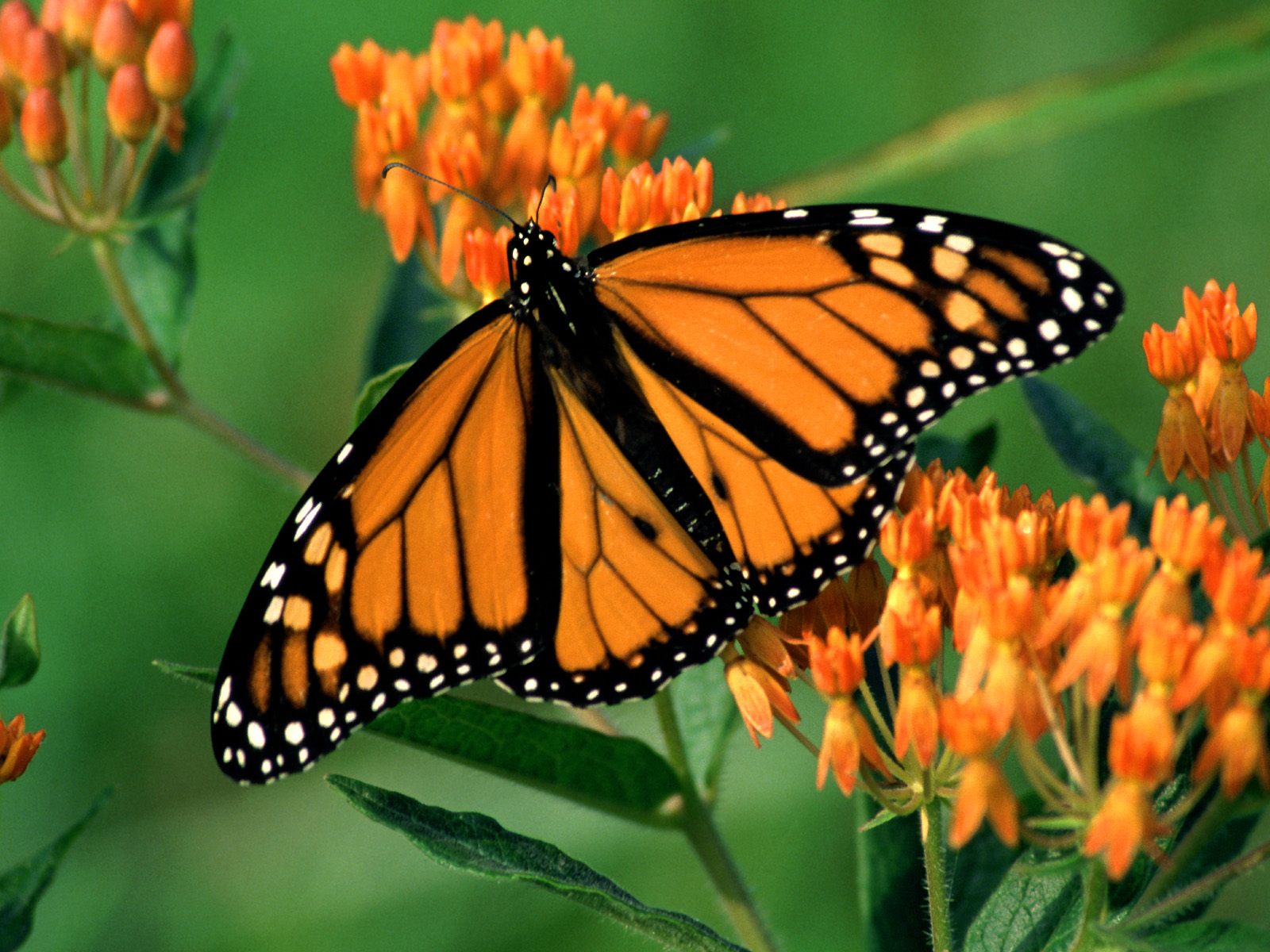 Download Orange (Color) Flower Monarch Butterfly Animal Butterfly Wallpaper