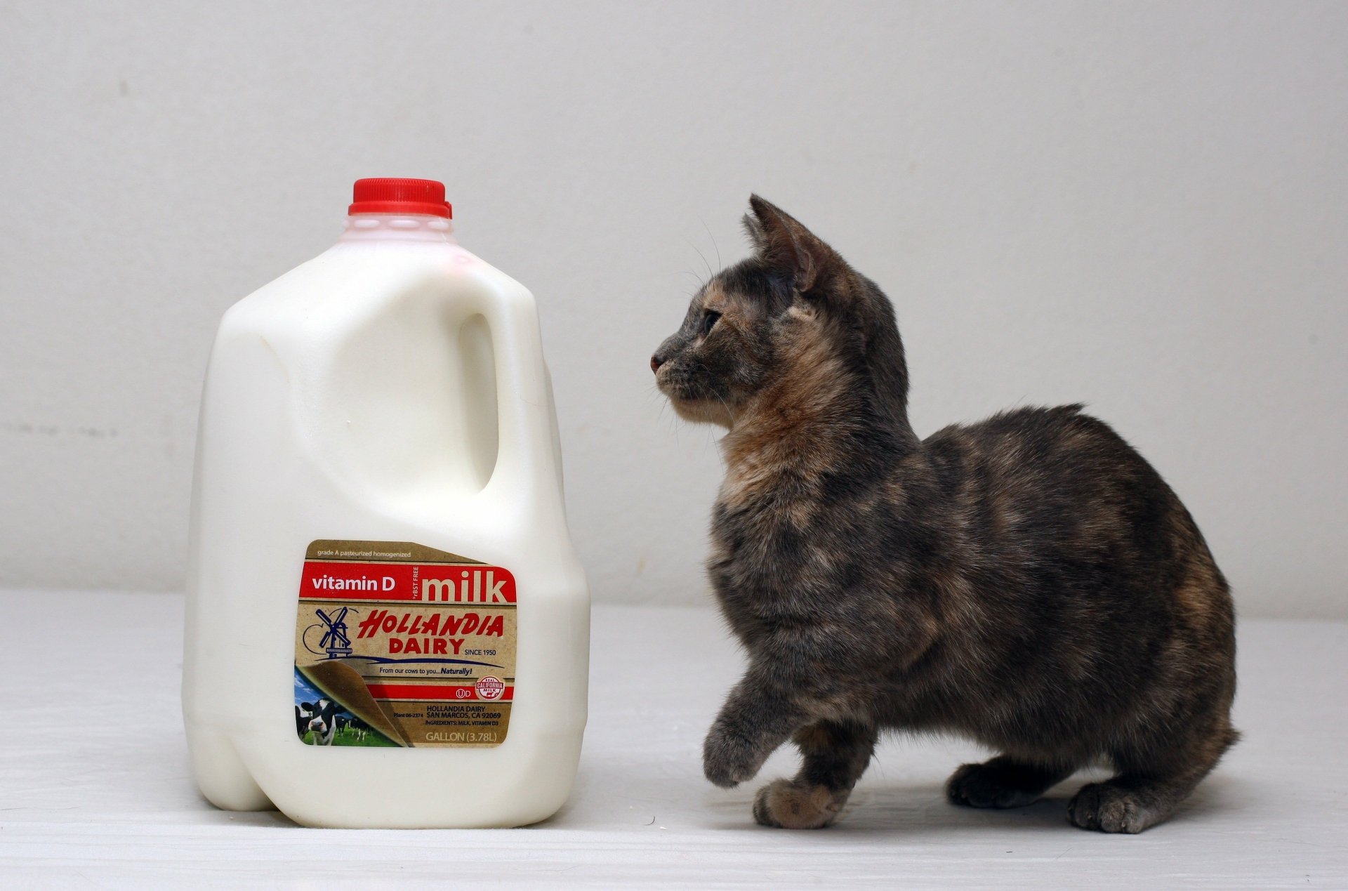 Download Milk Animal Cat HD Wallpaper