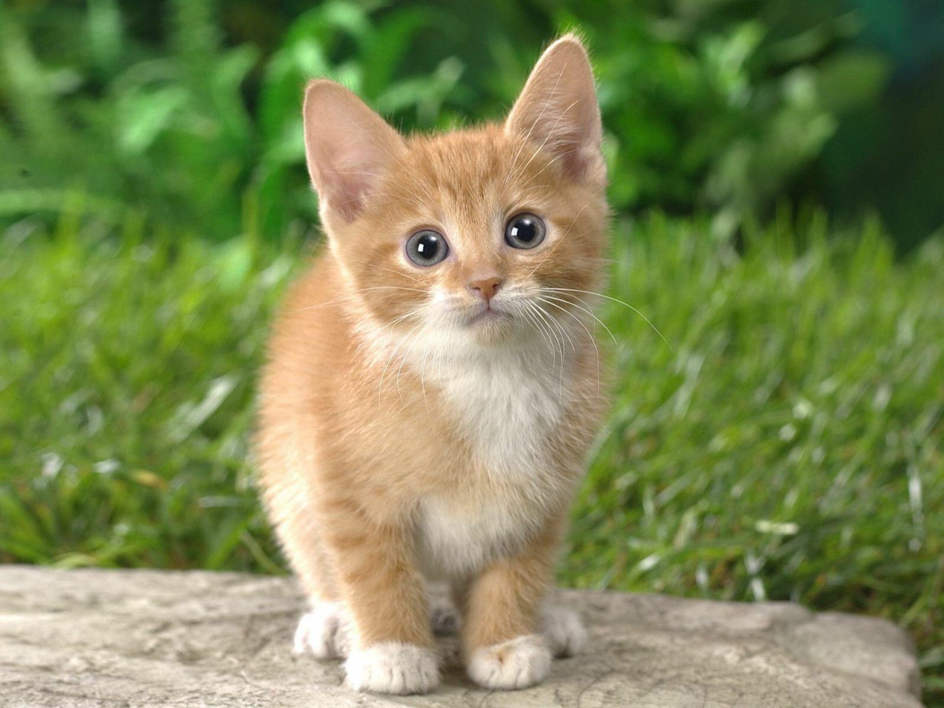 HD PC desktop wallpaper of a curious orange and white kitten standing outdoors on a rock with a green blurred background.