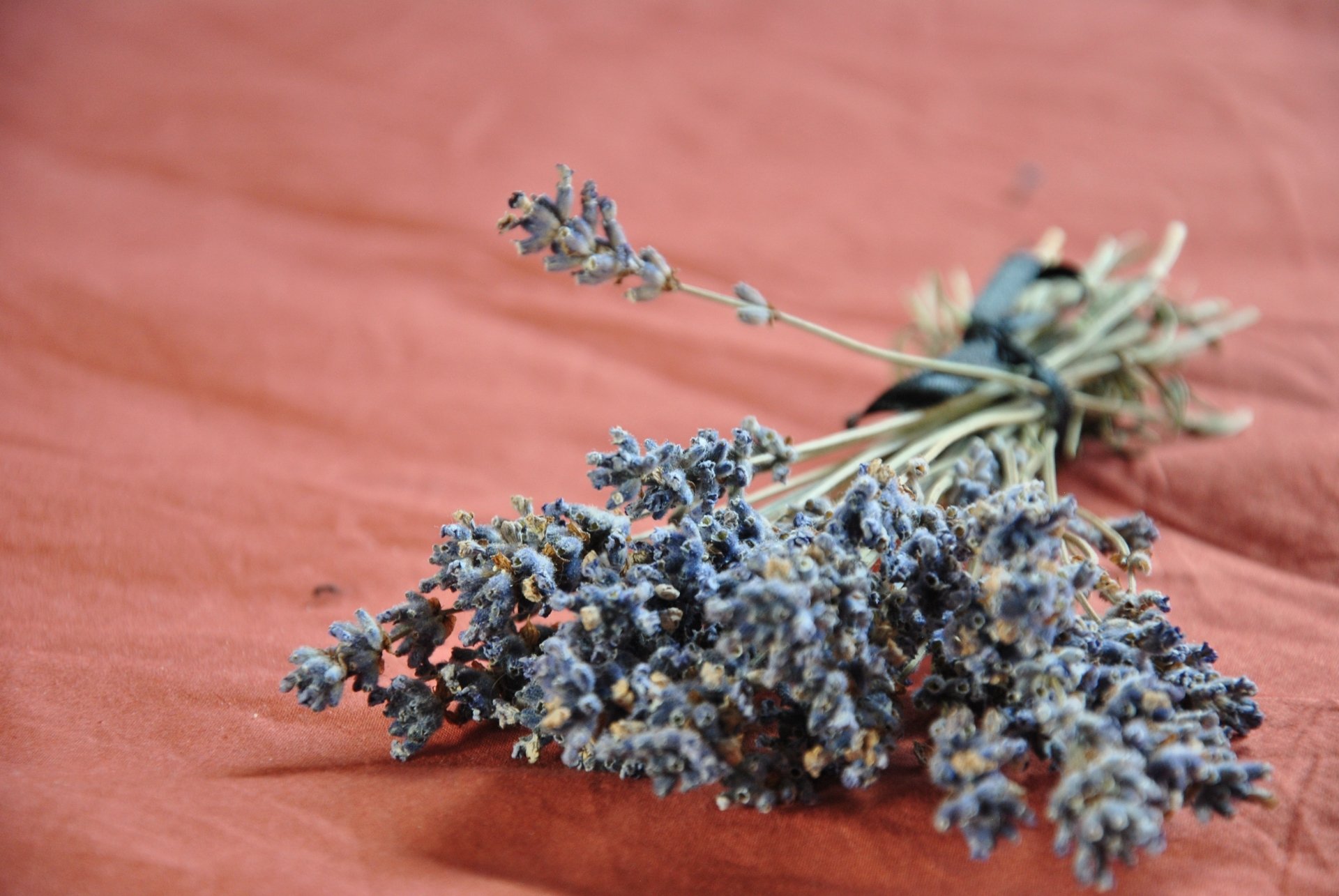 Download Flower Nature Lavender 4k Ultra HD Wallpaper