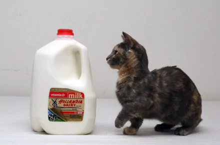 milk Animal cat HD Desktop Wallpaper | Background Image