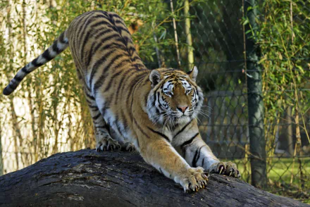 A majestic Amur tiger stretches on a rock inside a zoo enclosure, captured in stunning 4K Ultra HD quality for PC desktop wallpaper and background.