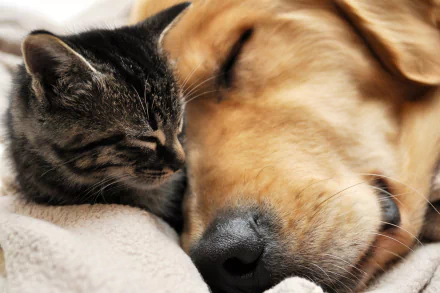 A heartwarming HD wallpaper featuring a cat and a dog sleeping peacefully side by side, showcasing the bond between these beloved animals.