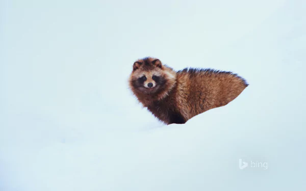 snow raccoon dog Animal raccoon winter animals HD Desktop Wallpaper | Background Image