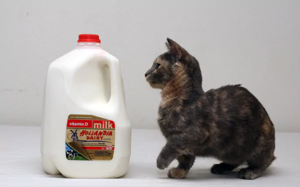 milk Animal cat HD Desktop Wallpaper | Background Image